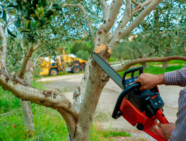 Best Arborist Services Near Me  in El Valle De Arroyo Seco, NM